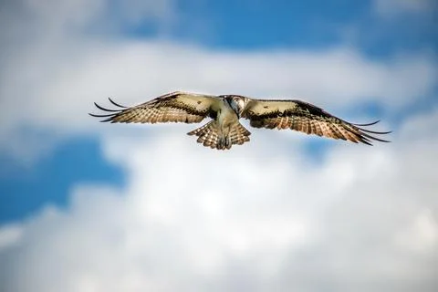 Closeup of an Osprey hovering in the clouds Stock Photos