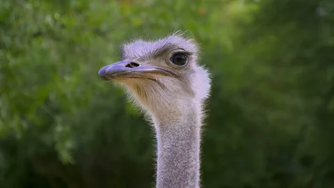 Closeup of Ostrich head Stock Footage 108492708