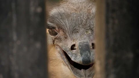 Closeup of an ostrich's face through gaps in a fence Stock Footage 130306068
