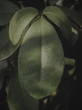 Closeup of a Oval Leaf with Sunlight. Stock Photos