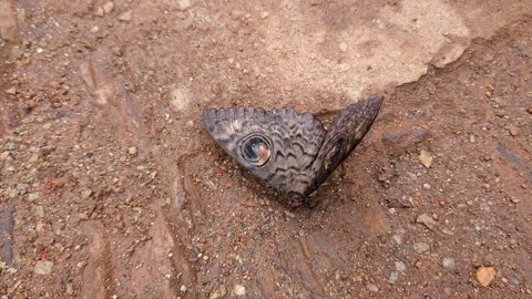 Closeup of owl eyed moth blending seamlessly into rocky ground through camo.. Stock-Footage 346816404