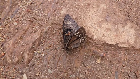 Closeup of owl eyed moth blending seamlessly into rocky ground through camo.. Stock-Footage 346816416