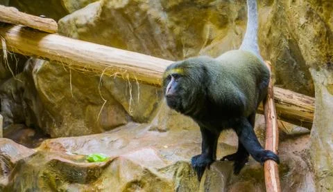 Closeup of a owl faced monkey, Vulnerable animal specie, tropical ape from co Stock Photos