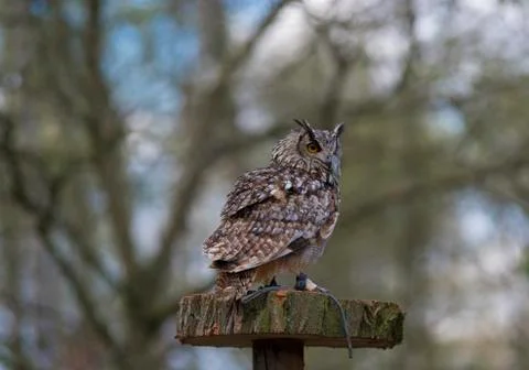 Closeup of an owl Stock Photos