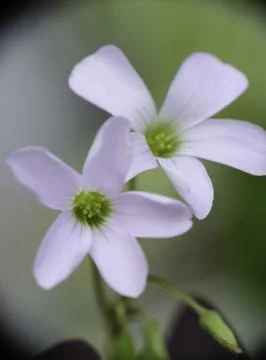 Closeup of Oxalis triangularis flower (Purple shamrock), selective focus. Foto stock
