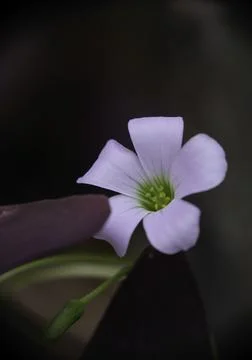 Closeup of Oxalis triangularis flower (Purple shamrock), selective focus. Stock Photos