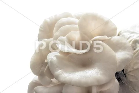 Closeup oyster mushroom. Stock Photos