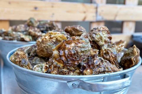 Closeup of oyster shells for diner Stock Photos