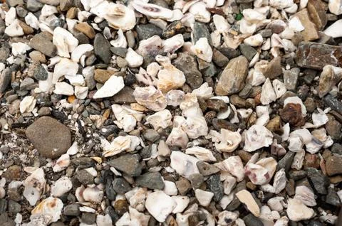 Closeup of oyster shells lying on a beach Stock Photos