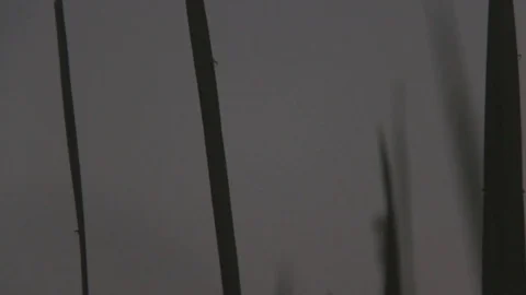 Closeup of paddy grass 库存影片 76703897