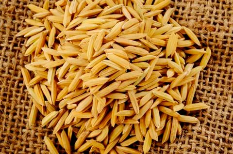 Closeup paddy Foto stock