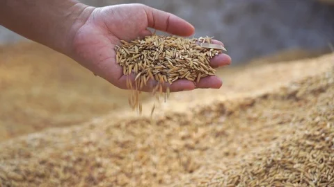 Closeup paddy rice drop from farmer hand on the heap, slow motion Stock Footage 123113186