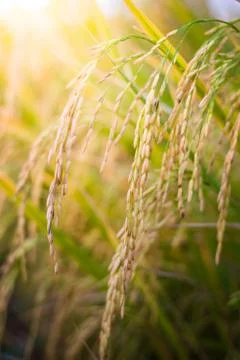 Closeup paddy rice Stock Photos