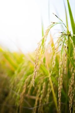 Closeup Paddy rice Stock Photos