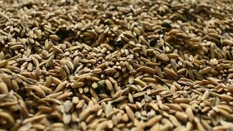 Closeup of paddy rice seed placed in a open area Stock Footage 130575314