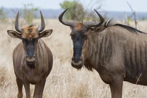 Closeup pair of Blue Wildebeest (gnu) looking annoyed and bothered Stock Photos