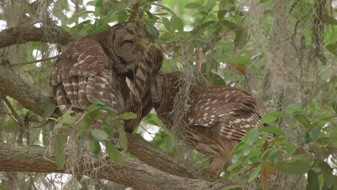 Closeup pair of cute barred owls grooming their feathers in owl love in Florida Stock Footage 127663247