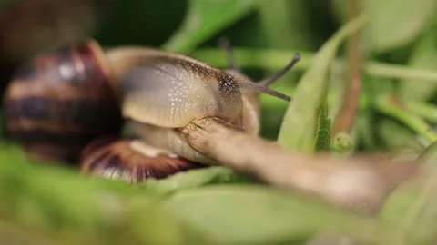 Closeup pair of grape snail crawl over a leaves Stock Footage 131703047