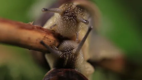 Closeup pair of grape snail crawl on a tree branch Stock Footage 142686569