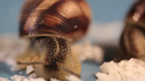 Closeup pair of grape snail eat food Stock Footage 142228753