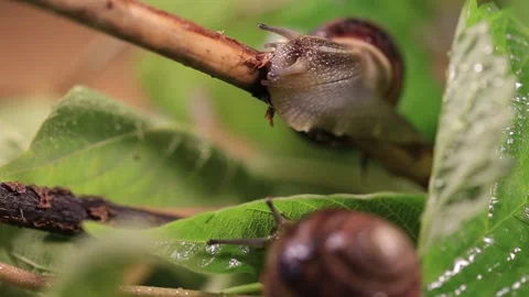 Closeup pair of grape snail in a leaves Vídeos de archivo 142228672
