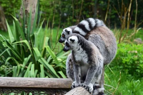 Closeup a pair of Ring-tailed lemurs ( Lemur Catta)  on a wooden beam Stock Photos
