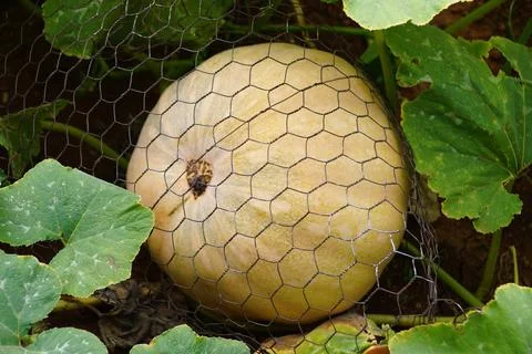 Closeup of a pale yellow squash, protected by chicken wire, grows amongst l.. Stock Photos