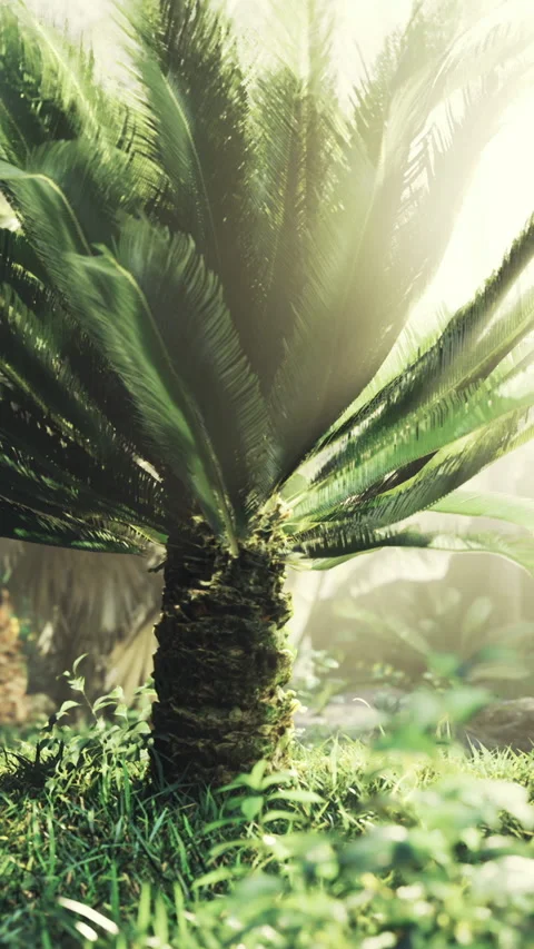 Closeup of palm crown emphasizing symmetry and pattern design Video stock 326350001
