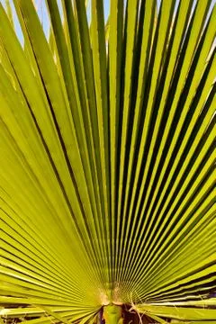 Closeup palm leaf Foto stock