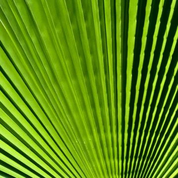 Closeup palm leaf Foto stock