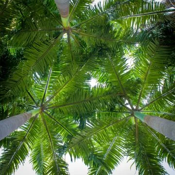 Closeup palm leaf on tree for background Stock Photos
