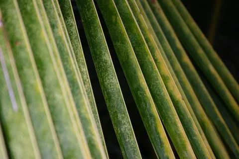 Closeup of palm leafs. Stock Photos