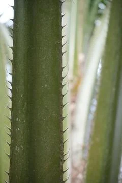 Closeup of Palm Thorns Foto stock