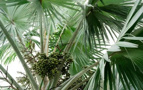 Closeup palm tree and bunch of plam fruit in tropical forest. Fan palm (Cor.. Stock Photos
