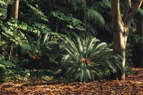 Closeup of a palm tree, background, gulbenkian park Stock Photos