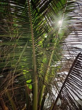 Closeup palm tree as a background Stock Photos