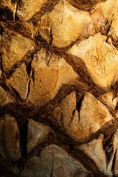 Closeup of palm tree bark. Stock Photos
