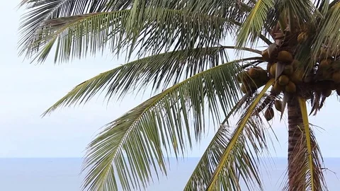 Closeup of palm Tree leaf blowing in the wind Stock Footage 78618763