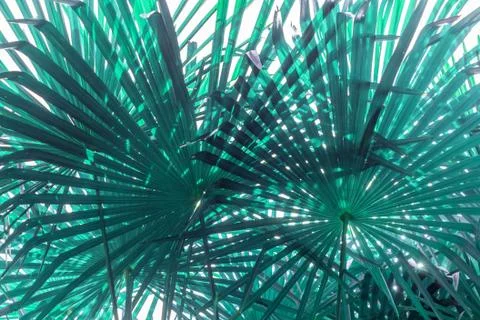 Closeup palm tree leaf blue color toned Stock Photos