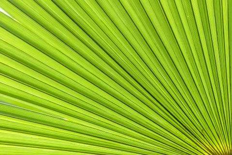Closeup palm tree leaf Stock Photos