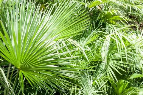Closeup palm tree leaf Stock Photos