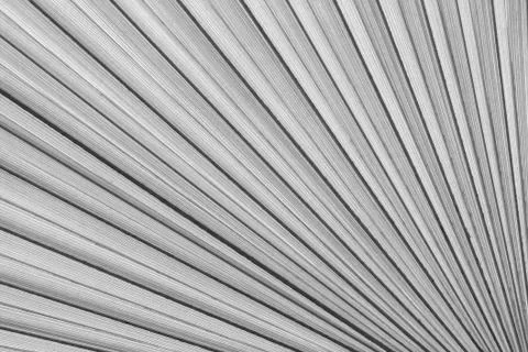 Closeup palm tree leaf Stock Photos