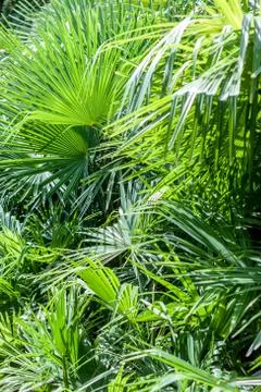 Closeup palm tree leaf Stock Photos