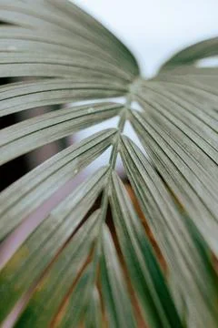 Closeup of palm tree leaf Stock Photos