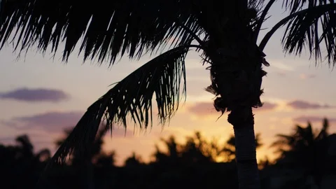Closeup Of Palm Tree Leaves Blowing In The Breeze At Sunset In Florida, USA Видео 88017735
