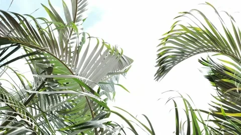 Closeup palm tree leaves moving in the wind in Costa Rica Stock Footage
