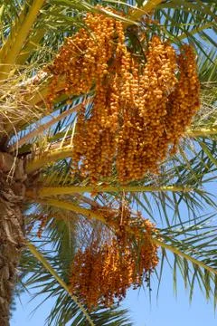 Closeup palm tree Stock Photos