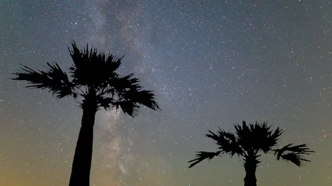 Closeup palm tree silhouette on starry sky background Video stock 150683302
