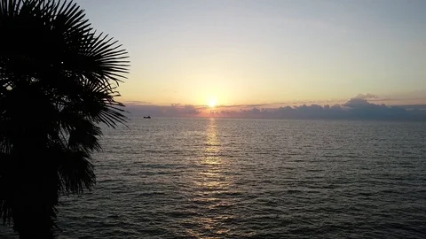 Closeup Palm Tree With Sunset Over The Sea On The Background Stock Footage 93946920