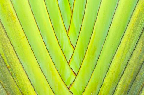 Closeup of a palm tree texture Stock Photos